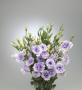 Seminte profesionale EUSTOMA - Lisianthus - imagine 48857